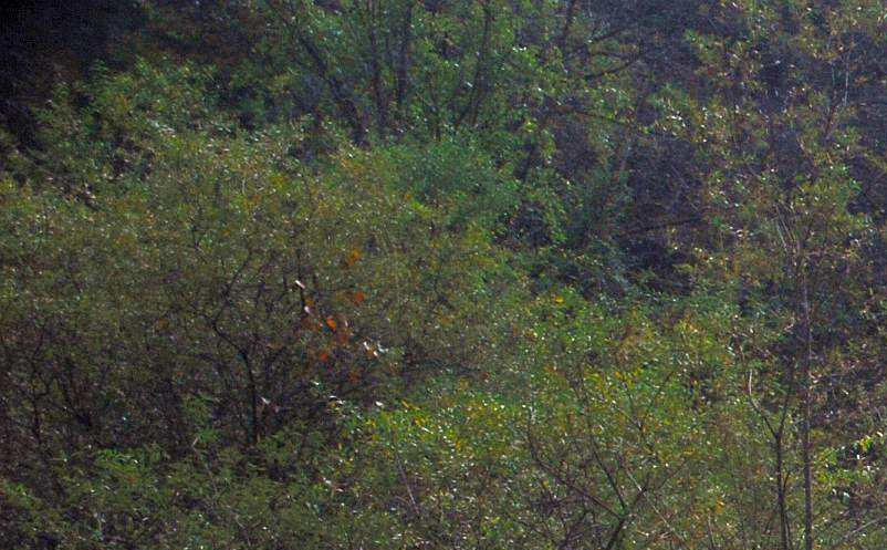 旅游景区微博营销策略 旅游景区微博营销策略