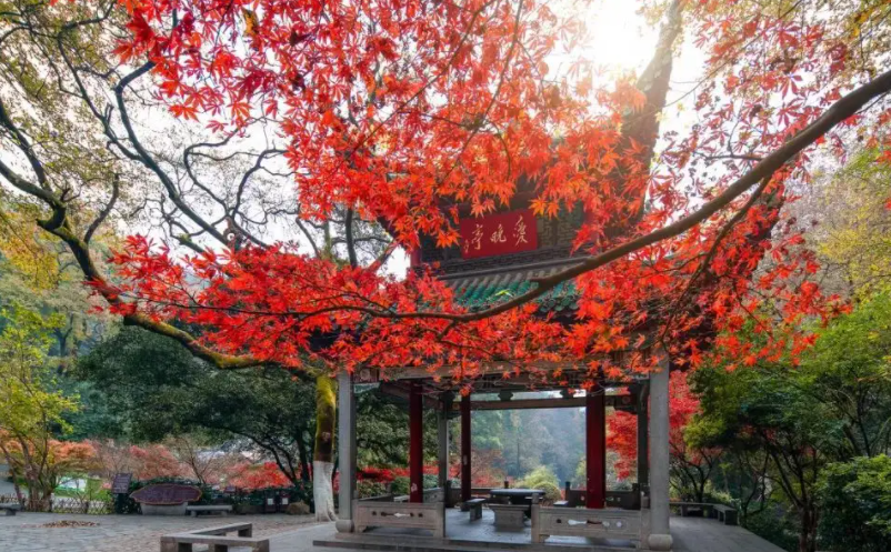 1650955498517239.png image.png