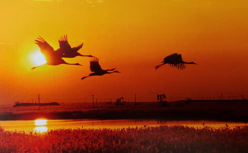 1658908258422478.png image.png